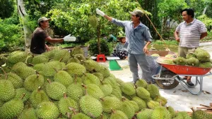 Trung Quốc đồng ý cho Việt Nam xuất khẩu tạm thời sầu riêng, Mỹ, Nhật Bản mua nhiều trái cây nhưng yêu cầu cao