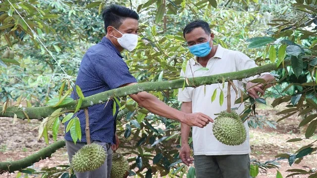 Sầu riêng Đắk Lắk được mùa nhưng lại 