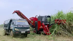 Nghệ An: Nhiều cách làm hay để hài hoà lợi ích giữa doanh nghiệp và người trồng mía