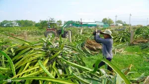 Nông dân phá bỏ vườn thanh long