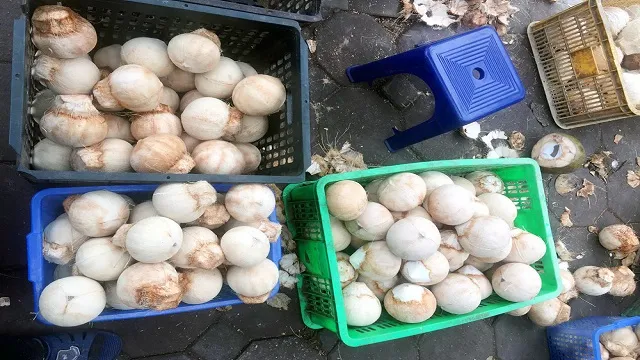 Đổ xô mua bù nước điện giải, giá dừa xiêm tăng gấp đôi