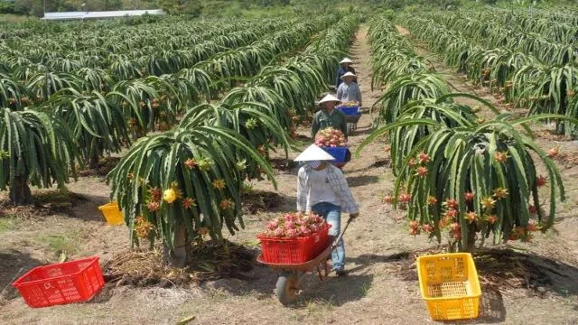 Đứt gãy chuỗi cung ứng, xuất khẩu nông sản tìm đường thoát hiểm