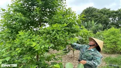 Loài cây trồng vừa lấy lõi, cho nguồn thu từ lá để làm trà cao cấp và hạt dùng để chiết xuất tinh dầu… cho bà con nông dân thu nhập khủng.