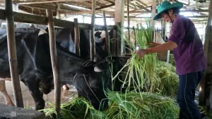 Hợp tác xã bò sữa hơn 2.000 hộ nuôi ở miền Tây