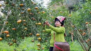 Phát triển vùng nguyên liệu cây ăn quả tại các tỉnh miền núi phía bắc