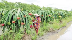 Cần Thơ triển khai quy định về quản lý, phát triển mã số vùng trồng