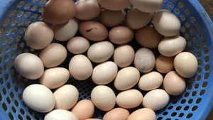 Trứng gà Đông Tảo 70.000 đồng một quả