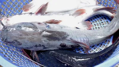 Giá cá lăng tăng đột biến