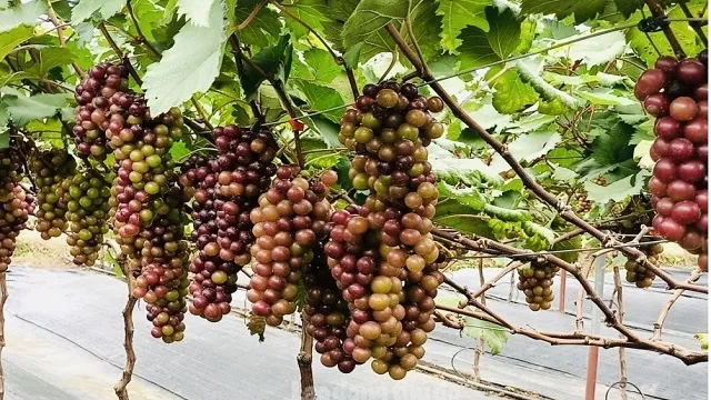 Triển vọng từ những vườn nho “siêu quả” giữa lòng Hà Nội