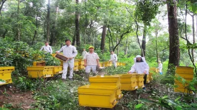 Tham vọng đưa mật ong Việt ra thế giới của CEO Honeco