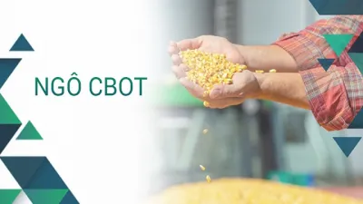 Tiêu chuẩn sản phẩm Ngô CBOT giao dịch trên Sở Giao dịch Hàng hóa CBOT