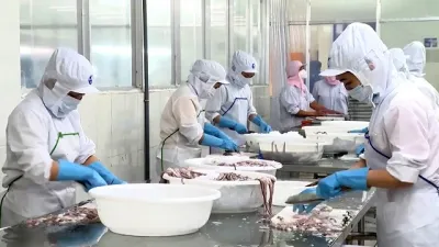 Hàn Quốc, Nhật Bản là 2 thị trường thu mua nhiều nhất mực, bạch tuộc của Việt Nam