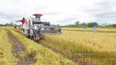 Vì sao giá gạo xuất khẩu của Việt Nam cao nhất thế giới, xuất khẩu lập kỷ lục?