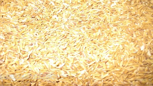 Đây là cách nhận biết loại gạo đặc sản tên nghe mĩ miều ở vùng Bảy Núi của An Giang, tránh mua phải hàng nhái
