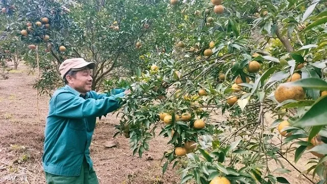 Thu nhập/người đứng hàng đầu các xã của tỉnh nhờ cam, quýt