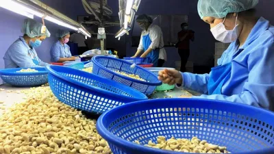 Việt Nam đang là nguồn cung không thể thay thế một loại hạt rất ngon, giàu dưỡng chất cho Mỹ
