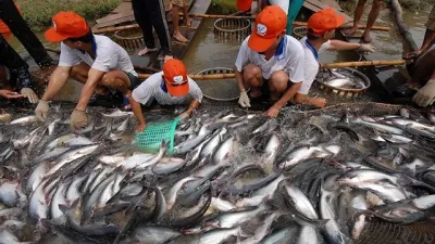 Trung Quốc - Thị trường trụ cột của cá tra Việt Nam năm 2023