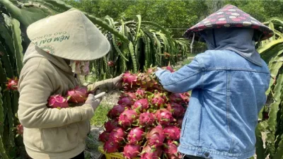 Thanh long chín rụng đỏ vườn, nông dân chịu lỗ kép