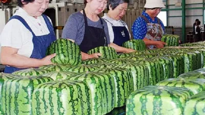 Nhật Bản: Lô dưa hấu vuông đầu tiên trong năm được bán 70 USD mỗi quả