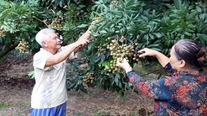 Hưng Yên: Tour trải nghiệm vườn nhãn hấp dẫn nhiều du khách