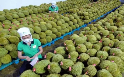 Trung Quốc chi tiền kỷ lục mua rau quả Việt Nam