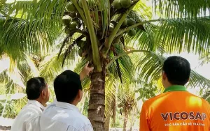 Gần 1,6 tỷ đồng để bảo hộ chỉ dẫn địa lý cho dừa sáp Trà Vinh