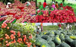 Cơ hội để nông sản Việt Nam vào 