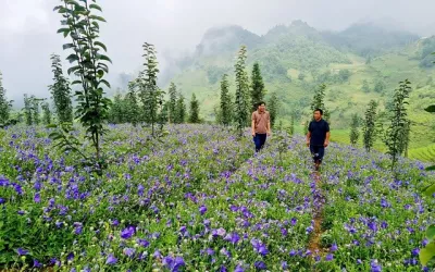 Lào Cai: Phát triển cây dược liệu để sản xuất các loại biệt dược