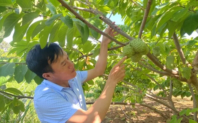 Bí quyết giúp 26 hộ nông dân Sơn La tạo thu nhập khủng hơn 100 tỉ đồng mỗi năm