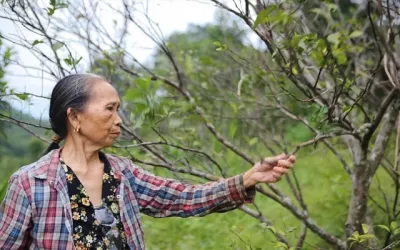 Cam đặc sản chết hàng loạt, nông dân thất thu