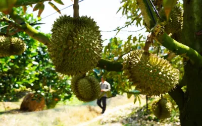 Trung Quốc tiêu thụ nông sản Việt cao kỷ lục