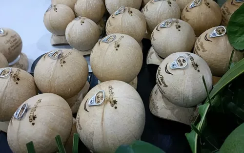 Trái dừa sẵn sàng xuất khẩu chính ngạch sang thị trường Trung Quốc