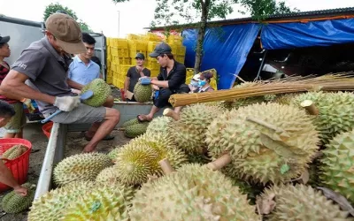 Xuất khẩu rau quả của Việt Nam đạt kỷ lục chưa từng có