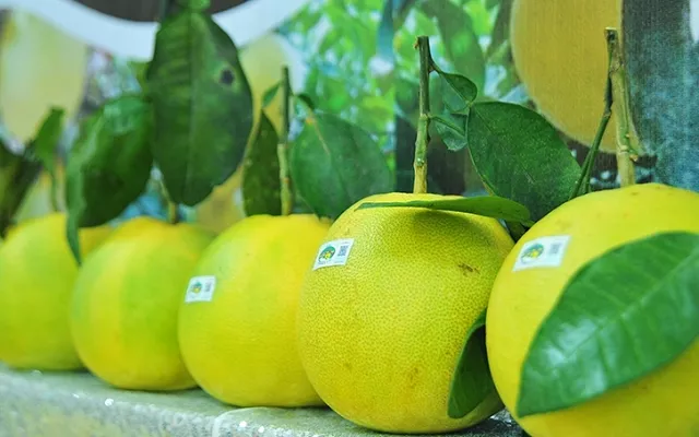 Hà Tĩnh: Bán thứ quả đặc sản, nông dân huyện miền núi Hương Khê thu gần 590 tỷ đồng