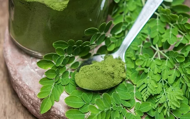 Bột chùm ngây sấy lạnh là gì? Công dụng và cách dùng bột chùm ngây?