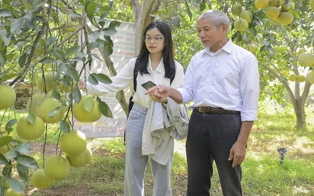 Trồng bưởi hữu cơ, HTX thu 'vàng' trên vùng đất Chương Mỹ