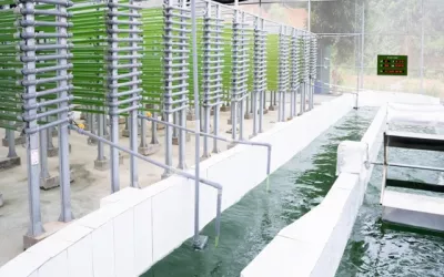 Khởi nghiệp thành công từ mô hình nuôi trồng tảo xoắn Spirulina
