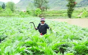 HTX vùng đồng bào Mông ở Hà Giang làm giàu từ cây dược liệu