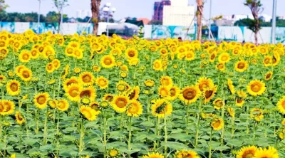 Đề xuất trồng cánh đồng hoa hướng dương ven sông Sài Gòn