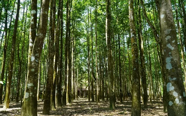 Xã miền núi thu gần 100 tỷ đồng mỗi năm nhờ loại cây quen thuộc