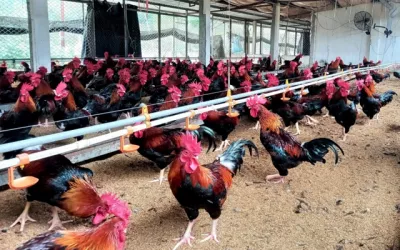 Bắc Ninh: Đánh giá kết quả triển khai mô hình liên kết trong chăn nuôi gà Mía an toàn sinh học 