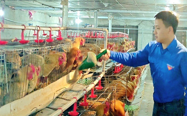 Thanh niên làm giàu từ nuôi gà ấp trứng