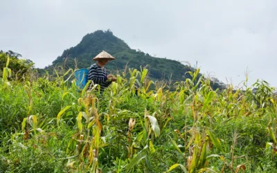 Nhiều tỉnh thiệt hại nặng do hạn hán