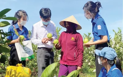 Xây dựng thương hiệu ổi VietGAP Hương Xuân