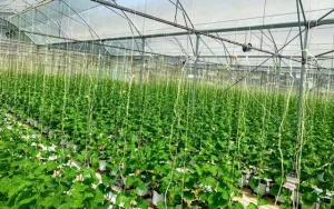 Bắc Kạn: Ứng dụng khoa học vào nông nghiệp để phát triển bền vững