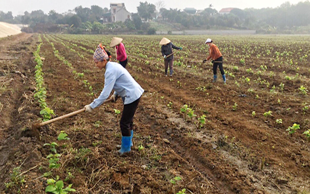 Huyện Lạc Thủy từng bước hình thành vùng sản xuất hàng hóa tập trung
