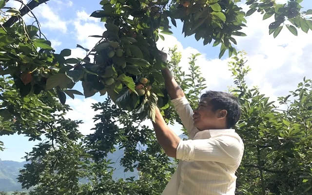 Hồng không hạt Bắc Kạn, vị ngọt của núi rừng