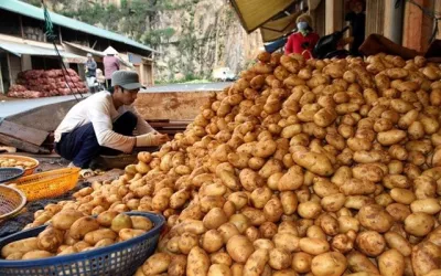 Sau cà chua và hành tây, một loại củ giá rẻ tại Việt Nam bỗng lên cơn sốt giá do biến đổi khí hậu, đạt đỉnh cao nhất 14 năm tại châu Âu