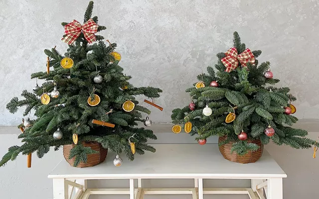 Thông tươi Noel nhập ngoại loạn giá