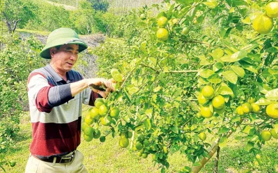 Thu nhập cao từ cây chanh bông tím